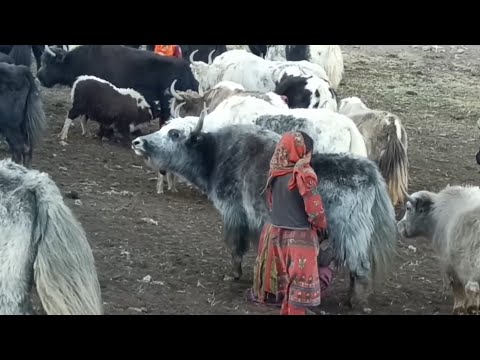 Traveling to Wakhan Corridor - Pamir -  Kyrgyz of the Wakhan - Life in the Afghan Pamir Mountains