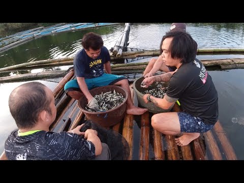 SE02EP122 Part 1 - Pag PANDAW at PAG AANGAT ng PATANGA sa GITNA ng SAMPALOC LAKE | San Pablo City La