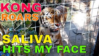 preview picture of video 'Kong Bengal Tiger Roars - Cat Haven Dunlap, CA'