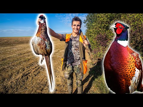 Chasser et Manger le Faisan ! Nuggets Maison !