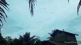 Download lagu SP RAJA BAUNG ORIGINAL RESPON MANTAP JOS mp3