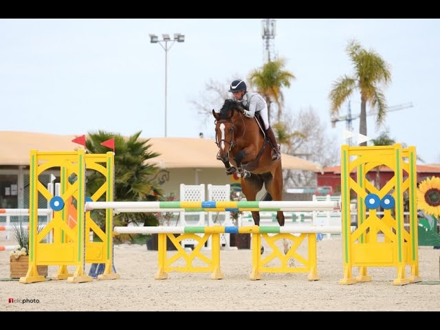 Half-siter to Algorithm CDH is the CSI 1.35m youngster Queen van de Heikant with rider Linda Naeve.