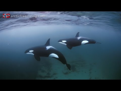 Orca＆Humpback Whale Luxury Expeditions