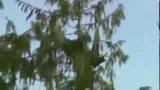 Download lagu Terbang Helang mp3 Download lagu Terbang Helang mp3