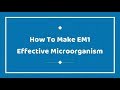 How to Make EM1 - Effective Microorganism How to Make EM1 - Effective Microorganism