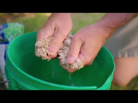 Lawn care with toilet paper!