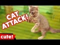 Funniest Cat Attack Video Compilation October 2016 Kyoot Animals