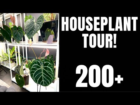Houseplant Tour Spring 2022