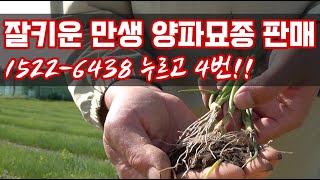 잘 키운 만생 양파묘 판매 합니다!!! 옆집은 다 망했어도 여기는 성공한 양파 육묘의 기술!!