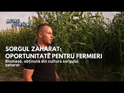 Sorghum Brăila Romania