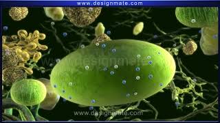 Science   Amazing Process Of Photosynthesis