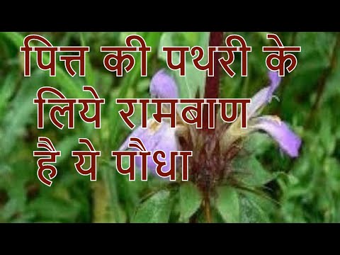 Hygrophila auriculata Plants in ayurveda/तालमखाना के औषधीय प्रयोग Video