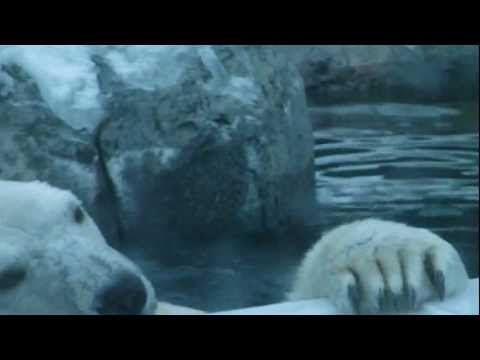 Polar Bear Up-Close