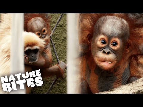 Unusual Friendship Between a Baby Orangutan and Gibbon