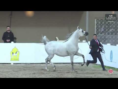 N.371 D Arghad - KPAHS Purebred AH Festival 2024 - Stallions 7+ Years Old (Class 10)