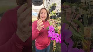 CATTLEYA WALKERIANA TIPO E BULBOPHYLLUM