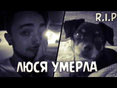 Люси собака Эдисона