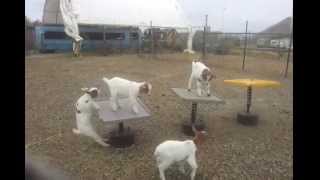 Goats playing on springy tables