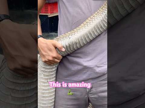 Look at this snake 🐍 The King of them All