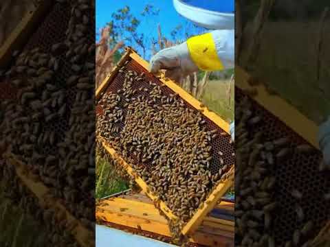 Beekeeping Basics: A Guide to Apiary Management