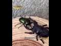 Metal Gear Rising: Revengence - Beetle Boss Battle