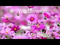 Color Me Badd - Wildflower (Lyrics)