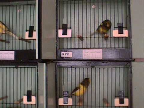 Two Rollers sing Schockel and One singing Deep Bubbleing Water Tour.