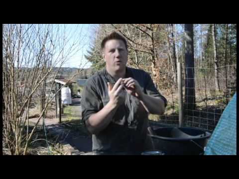 Botaniskas pumpatävling - #pumpakampengbg