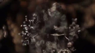 Jacco Gardner - Face to Face (Fan Video)