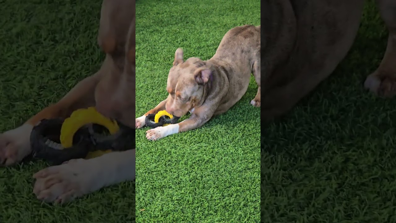 Spring, a Adoptable Pit Bull Terrier in Sonoma, CA video 4/4