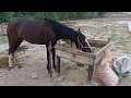 Powerful Horse Mating And Breeding Video Viral Horse Power Footage 2025