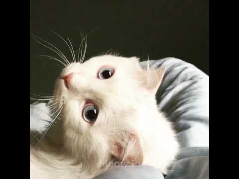 Cats Reaction To Owner's 