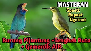 Download lagu Masteran burung Pijantung disambung tengkek buto gacor    Suara terapi Gemercik Air mp3