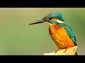 Stunning Wildlife In The Rivers Of Wild Great Britain Our World