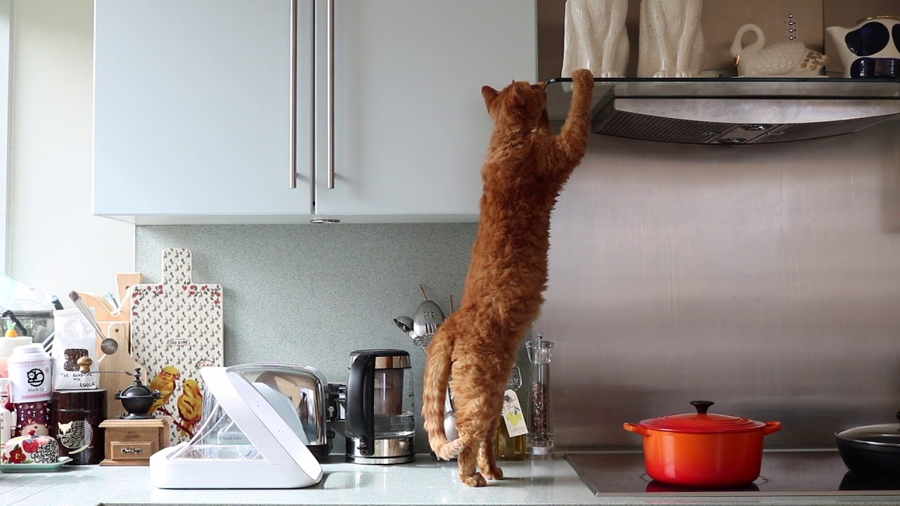 ピムスくんの盗み食い作戦①