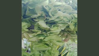 Download lagu Kekasih bayangan mp3 Download lagu Kekasih bayangan mp3