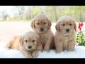 Golden Retriever dogs for sale: Memphis  - Video 1