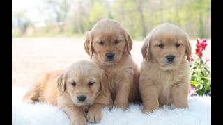 Video preview image #1 Golden Retriever Puppy For Sale in NEWPORT, PA, USA
