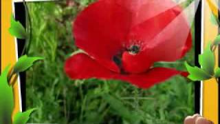 1941SinglesNo1/Amapola (Pretty Little Poppy) - Jimmy Dorsey