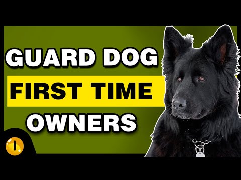 TOP 10 GUARD DOGS FOR FIRST TIME OWNERS