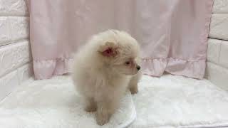 ハーフ犬の動画01