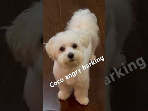 Coco angry barking #barking #angry #dog#maltese #coco #puppies #dogshorts