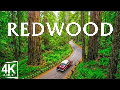 Redwood National Park 4K – Giant Trees, Mossy Trails & Golden Sunbeams in California Wilderness