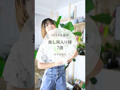 園芸 斑入り Eléagnus Maculata Aurea、斑入りスパイシー シャレフ