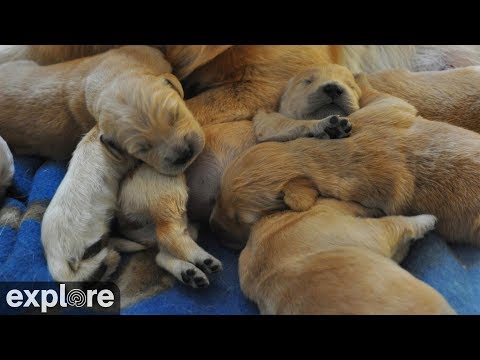 Puppies, ECAD, Winchester live webcam