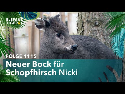 Janno, der neue Schopfhirsch im Zoo Leipzig (Folge 1115) | Elefant, Tiger & Co. | MDR