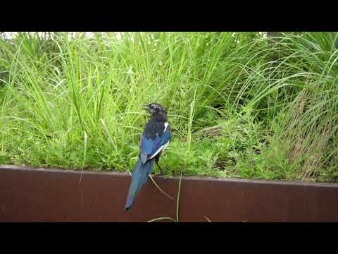 170812, 회사 옥상에서 만난 까치