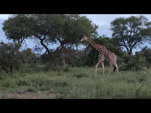 Beautiful Giraffe  in Hoedspruit wildlife estate