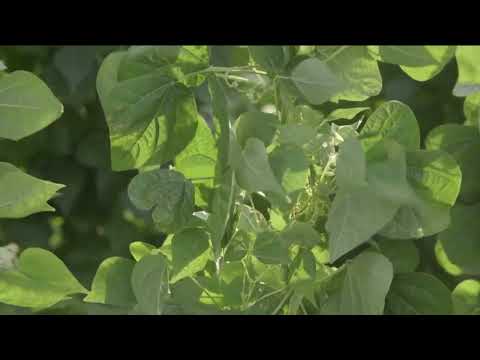 Kako se radi postrna setva boranije?