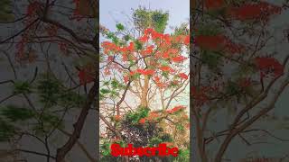 Download lagu ye Dil tum bin lagta nhi song #lata mangeshkar #shorts #video #entertainment mp3